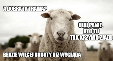 Madrycki ratusz "zatrudnił" 500 owiec do strzyżenia trawy w największym miejskim parku