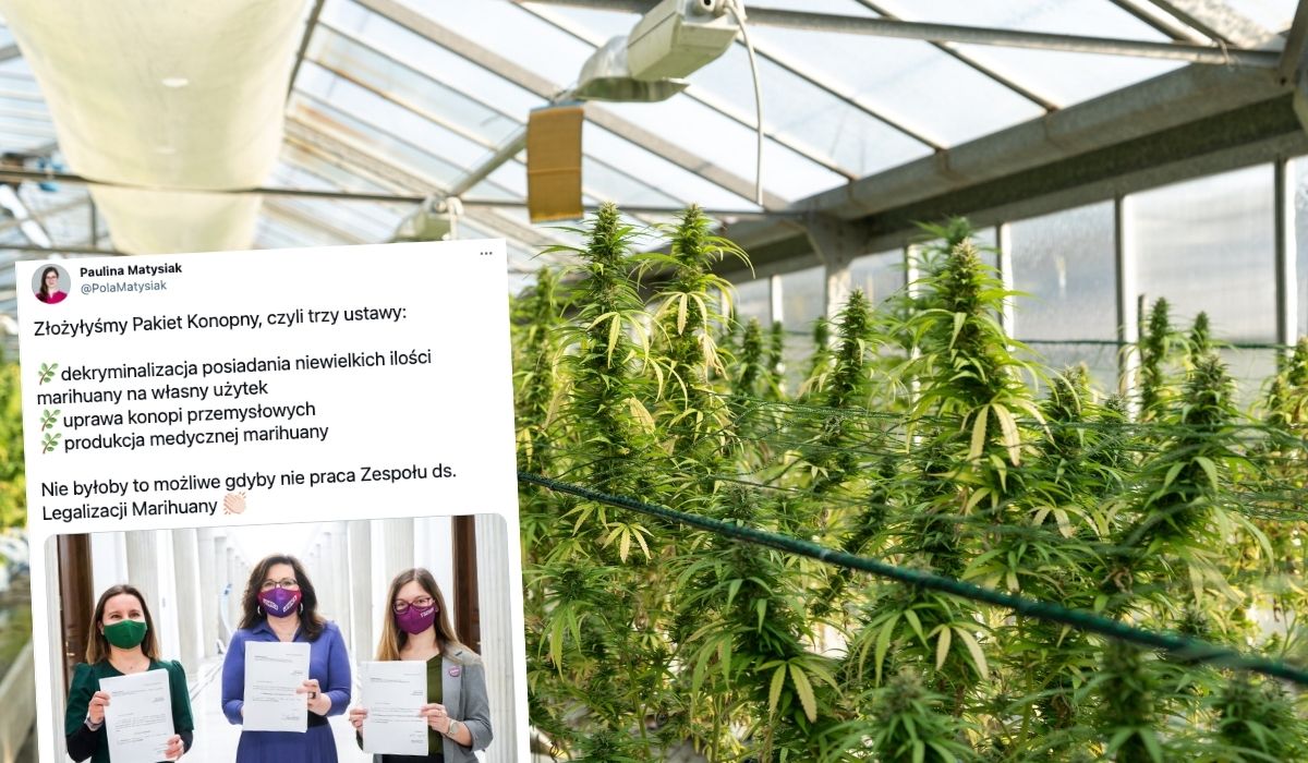 Z okazji 420 do Sejmu wpłynął Pakiet Konopny, żeby zalegalizować uprawę i palenie zioła