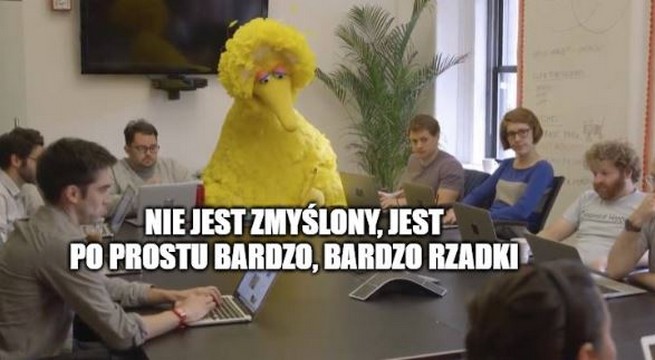 Paczków: miasto dostało dotacje na ochronę zmyślonego ptaka, kulika płonnego