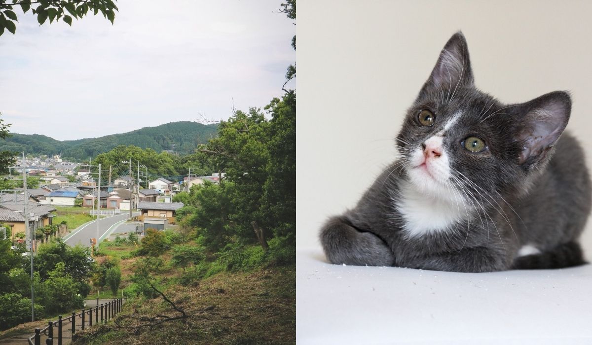 Japonia: na Fukushimie jest taki pan, co został tam specjalnie, żeby opiekować się kitkami