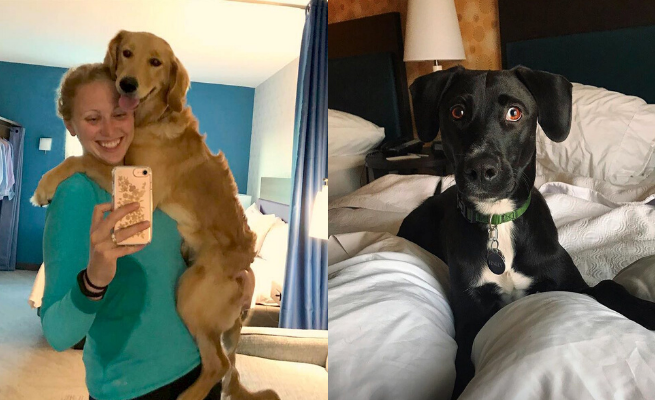 USA: hotel nawiązał współpracę ze schroniskiem i goście mogą opiekować się pieskiem w czasie pobytu