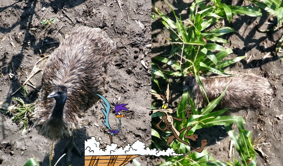 Strzemkowo: trwają poszukiwania strusia dezertera, który zbiegł z zagrody i nie widzi mu się wracać