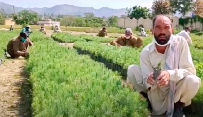 Pomysł Pakistanu na walkę z bezrobociem i zmianami klimatu: masowe sadzenie drzew