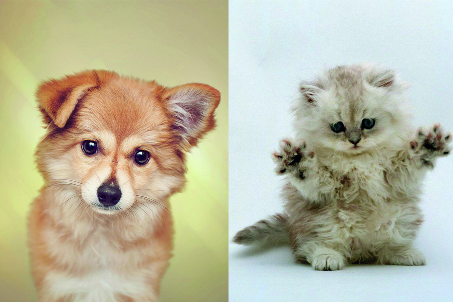 Naukowcy: patrzenie na słodkie zwierzaki w internecie jest dobre dla twojego mózgu