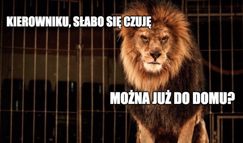 Krakowscy radni nie chcą u siebie cyrków ze zwierzętami. Przyjęli specjalną rezolucję