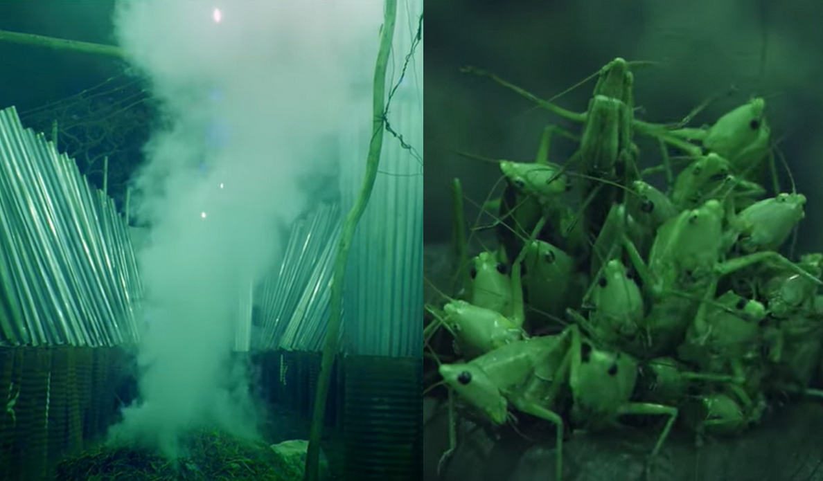 Uganda: koniki polne są coraz popularniejszym daniem, powstał film dokumentalny o "zbiorach" tych owadów