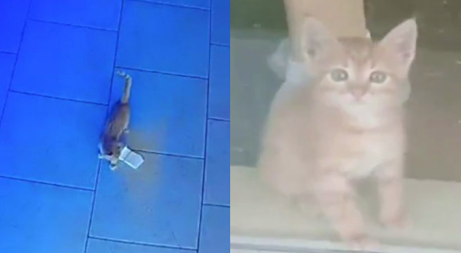 Rosja: kitku bandyta usiłował wynieść z baru plik gotówki w swoim złodziejskim pyszczku