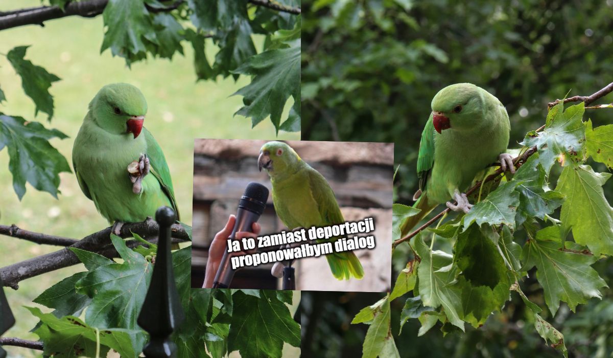 Mieszkańcy południowej Anglii walczą z inwazją dzikich papug