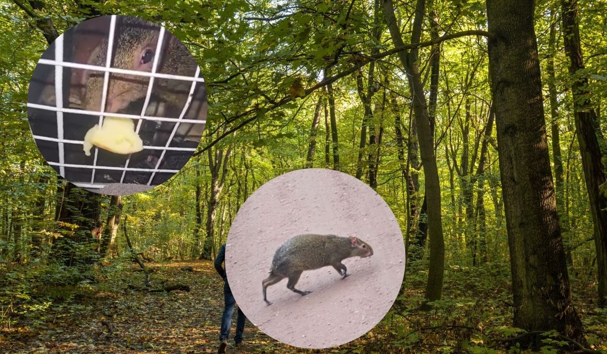 Rybnik: leśnicy znaleźli w lesie aguti, takiego mniejszego kuzyna kapibary, i nie mają pojęcia jak się tam znalazł