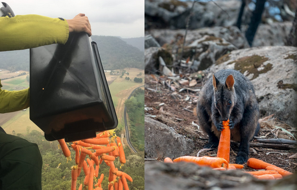 Australia: pracownicy parków narodowych zrzucają z samolotów tony warzyw, by pomóc zwierzętom