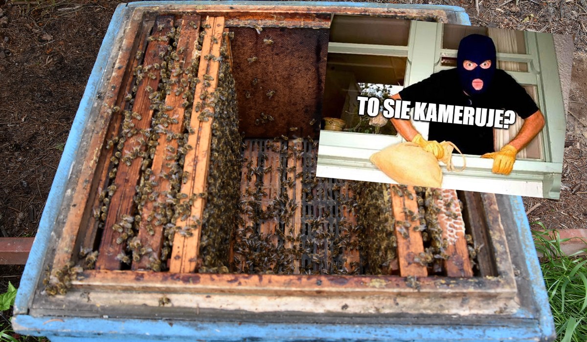 Piaski: złodziej kradł miodek, zobaczył kamerę fotopułapki i ją też ukradł