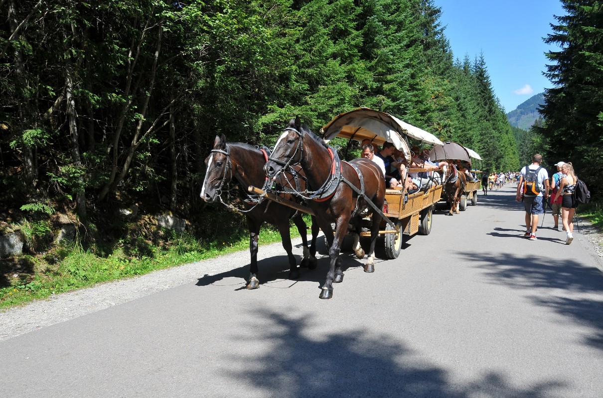 Górale nie oszczędzają koni w upały, dalej wożą turystów nad Morskie Oko