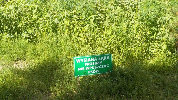Konopie na trawniku w Warszawie. Ktoś postawił tabliczkę: wysiana łąka, prosimy nie wpuszczać psów 