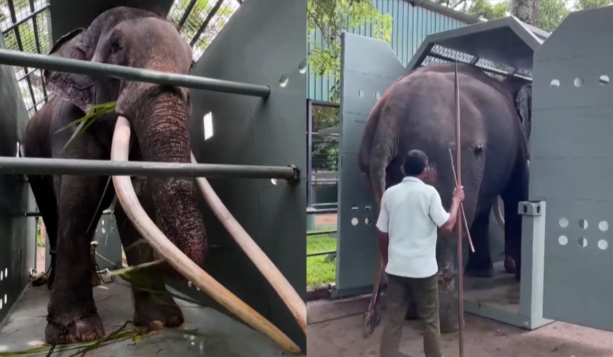 Tajlandia po 20 latach zażądała zwrotu słonia, zwierzę było zaniedbywane i torturowane