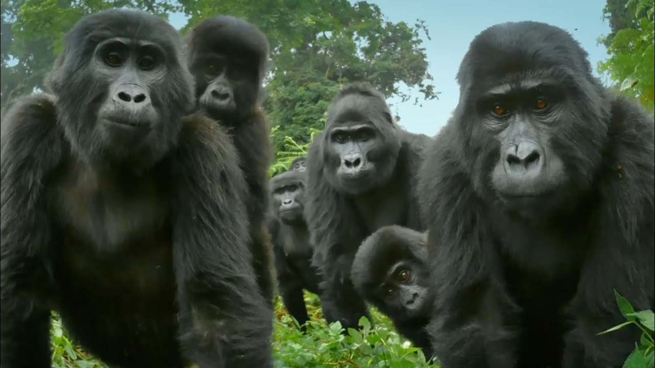 Badanie robo-gorylem pozwoliło ustalić, że goryle częściej nucą i pierdzą, kiedy mają spokój