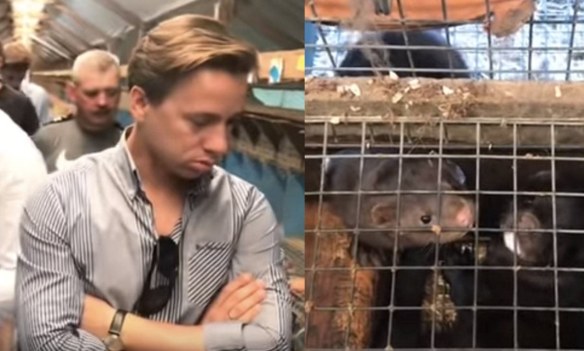 Krzysztof Bosak pojechał na fermę norek udowadniać, że mają fajnie i wyszło mu, że mają fajnie