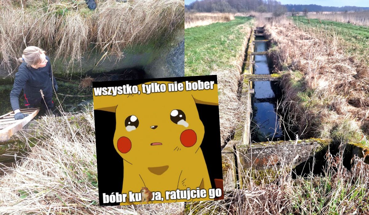 Bobry giną w obiekcie Polskiego Związku Wędkarskiego, organizacja ignoruje problem