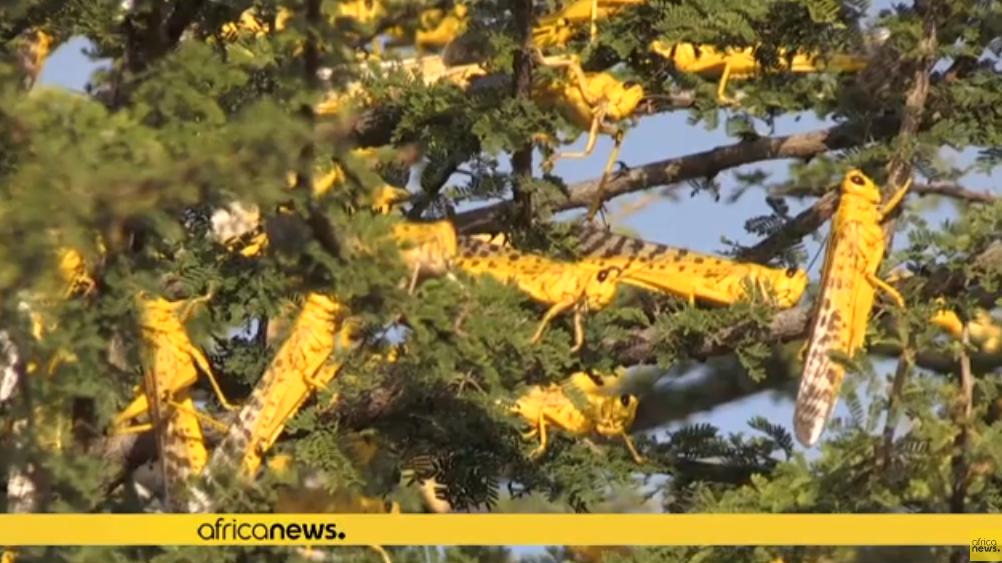 Afryka: ogromne chmary szarańczy pustoszą Etiopię, Kenię, Somalię i Tanzanię