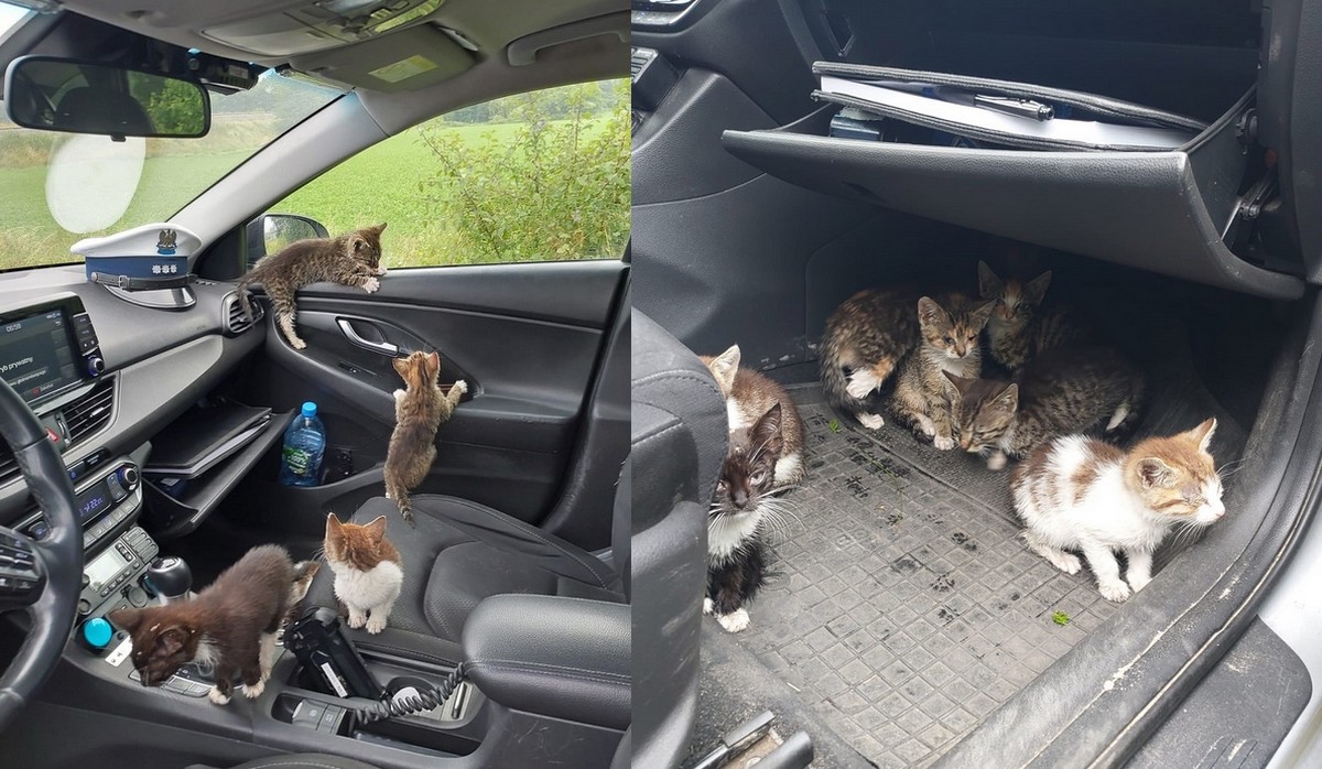 Policjanci uratowali osiem małych bezdomnych kitku i teraz szukają domu w schronisku