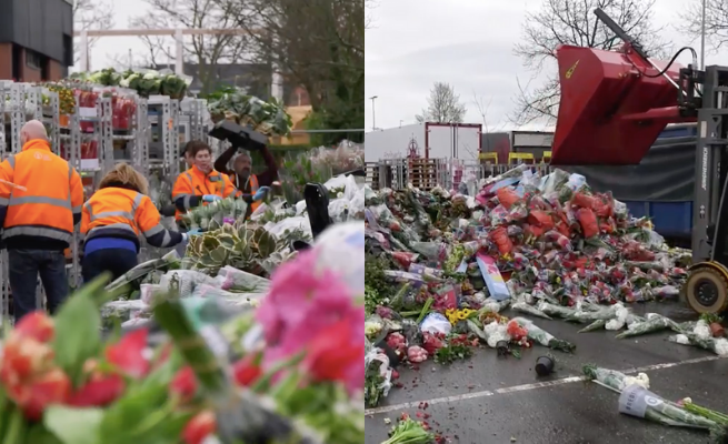 Branża florystyczna prosi o pomoc: codziennie wyrzucane są miliony kwiatów