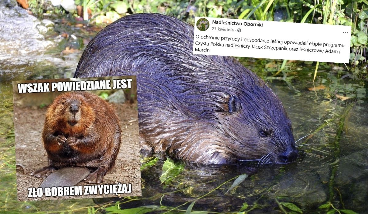 Oborniki: ktoś chciał przepędzić bobry niszcząc im tamę, w akcie zemsty zbudowały 7 kolejnych