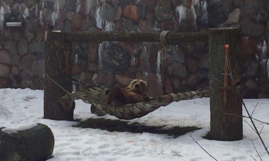 Miś Grześ obudził się ze snu zimowego i relaksuje się w hamaku