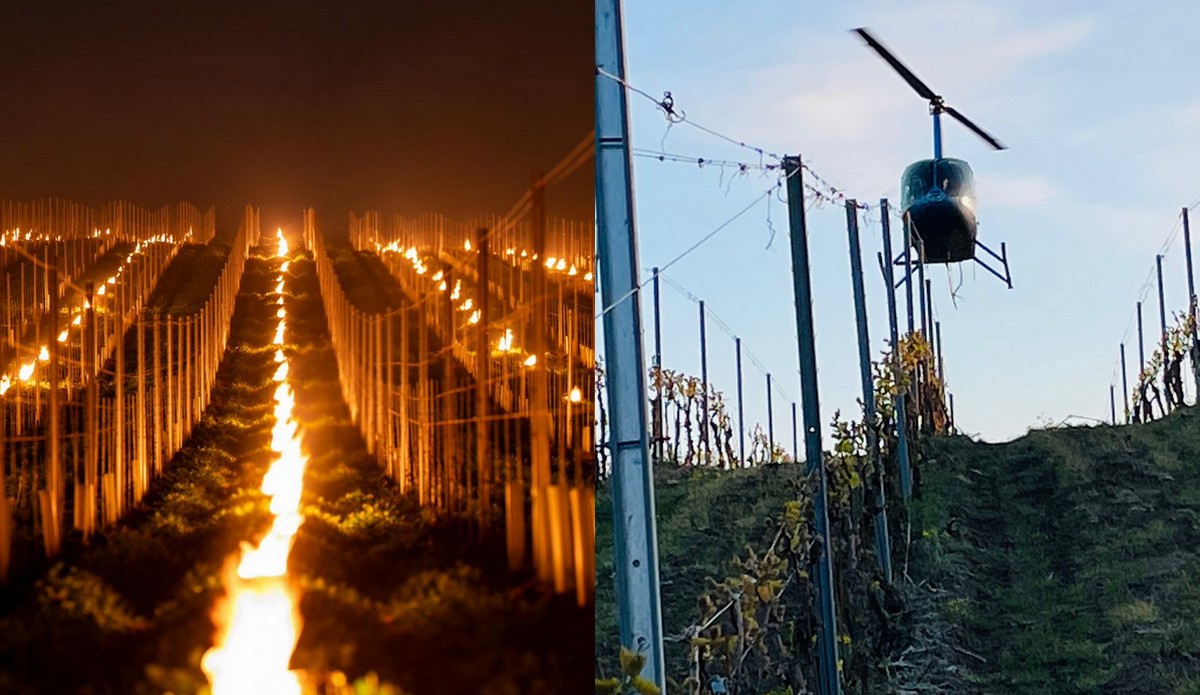 Sadownicy i winiarze rozpalają ogniska i wykorzystują helikoptery, by ochronić swoje uprawy przed przymrozkami