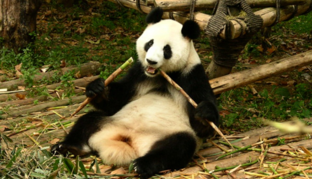 Chiny: pandy wielkie nie są już gatunkiem zagrożonym, populacja na wolności osiągnęła 1800