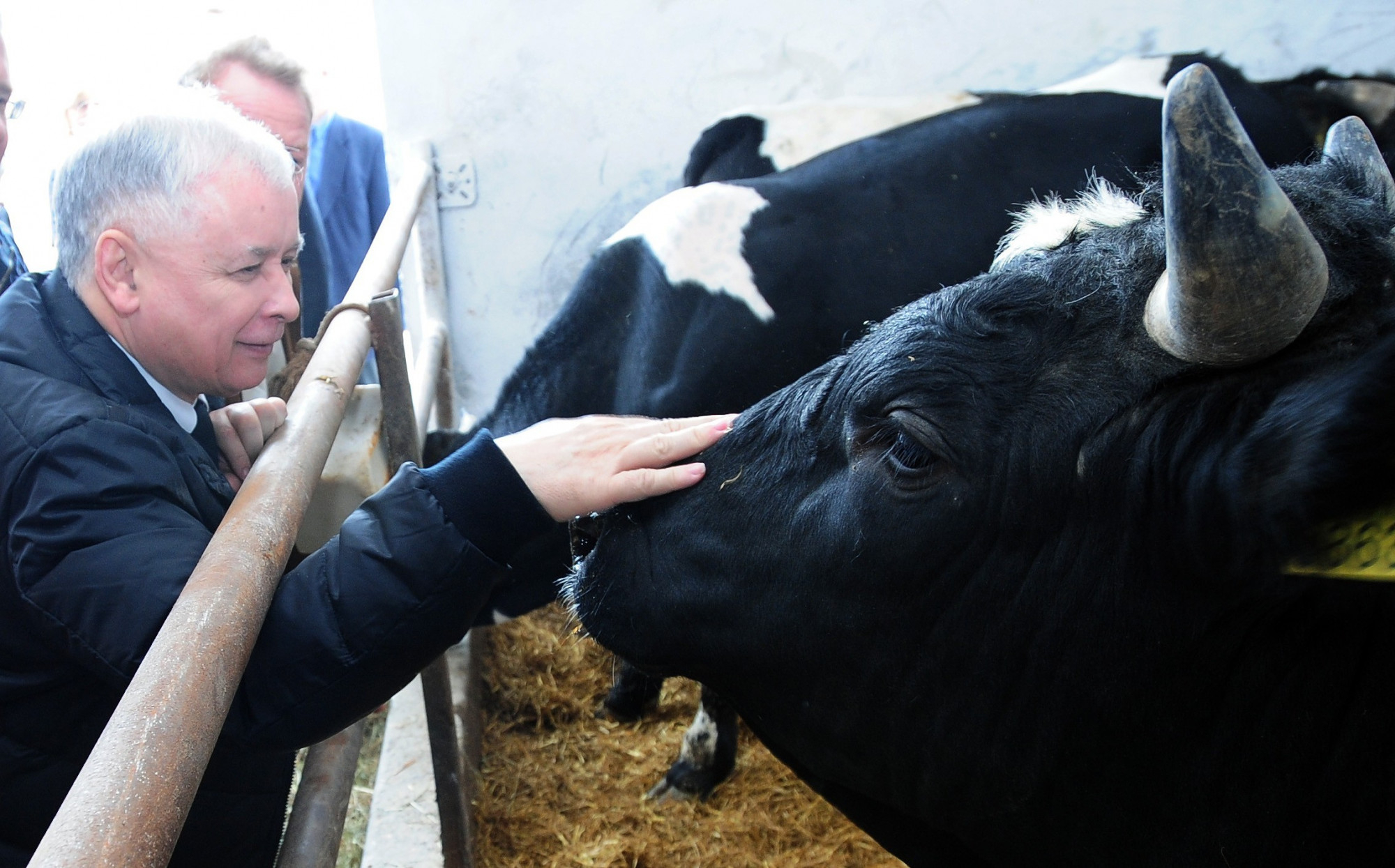 Prezes Kaczyński zapowiada, że zwierzątkom będzie lepiej, a to jedyny człowiek w Polsce, którego życzenia się spełniają