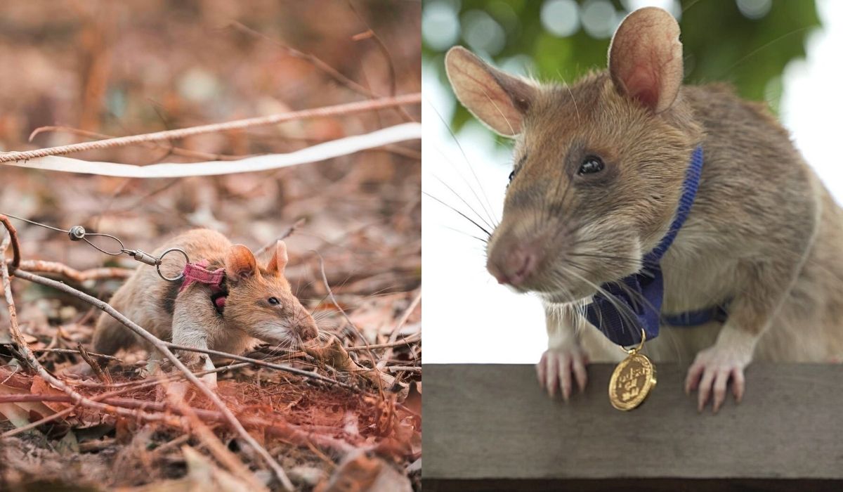 Kambodża: Magawa, szczur pracujący jako saper, odchodzi na zasłużoną emeryturę