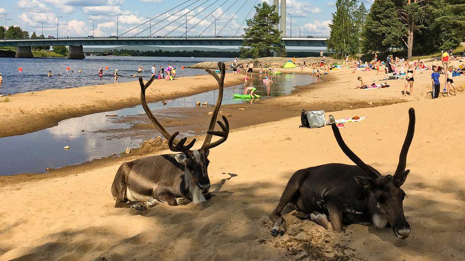 Finlandia: niespotykane upały sprawiły, że renifery szukają ochłody na plażach