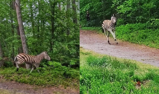 Elbląg: zebra uciekła z zoo i pogalopowała do lasu być wolna i zacząć wszystko od nowa