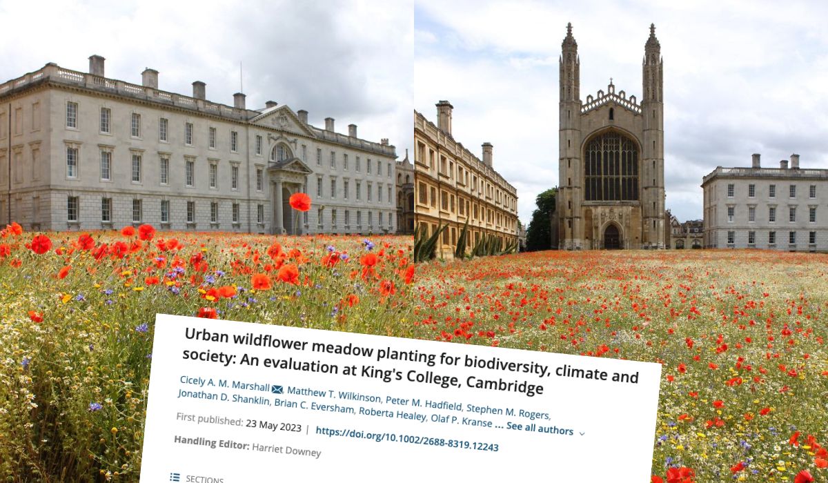 Badanie: Cambridge przestał kosić swój słynny trawnik i tylko na tym zyskał