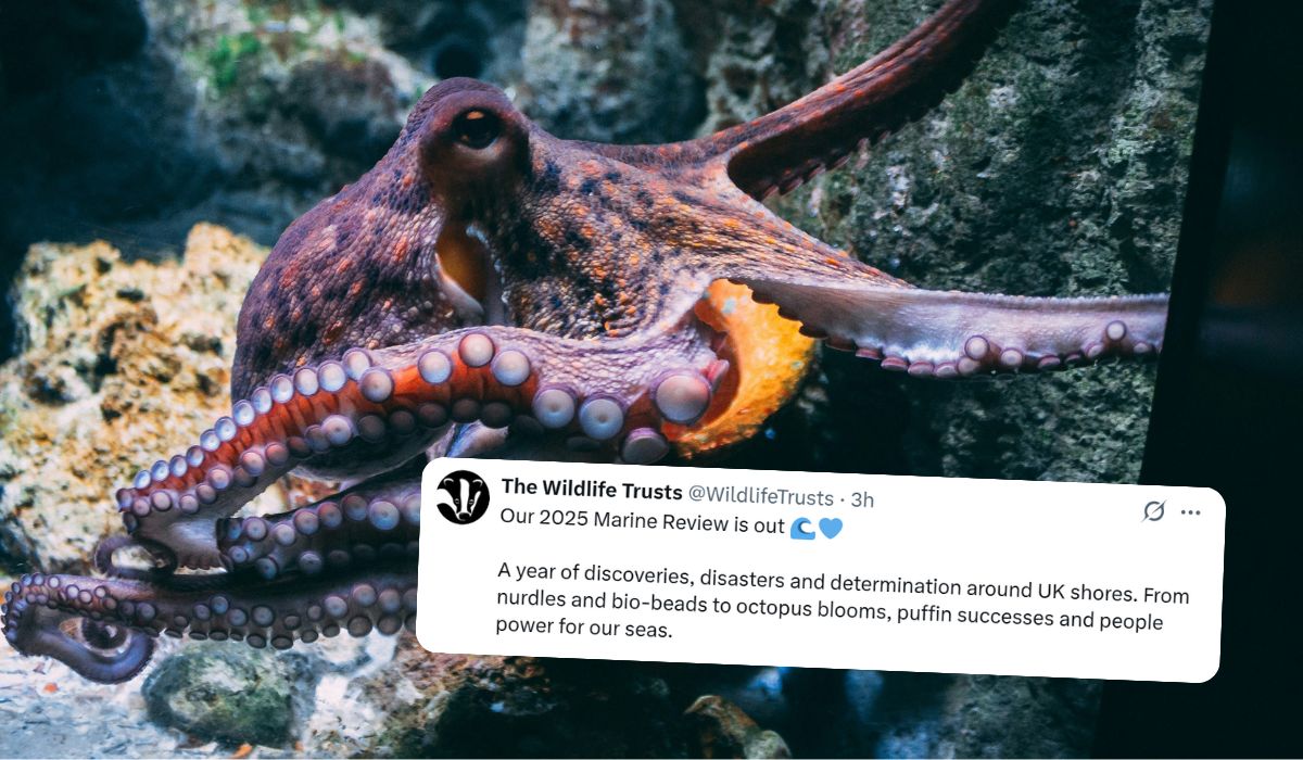 Brytyjscy naukowcy uznali rok 2025 “rokiem ośmiornicy” ze względu na ich rekordową liczbę u wybrzeży