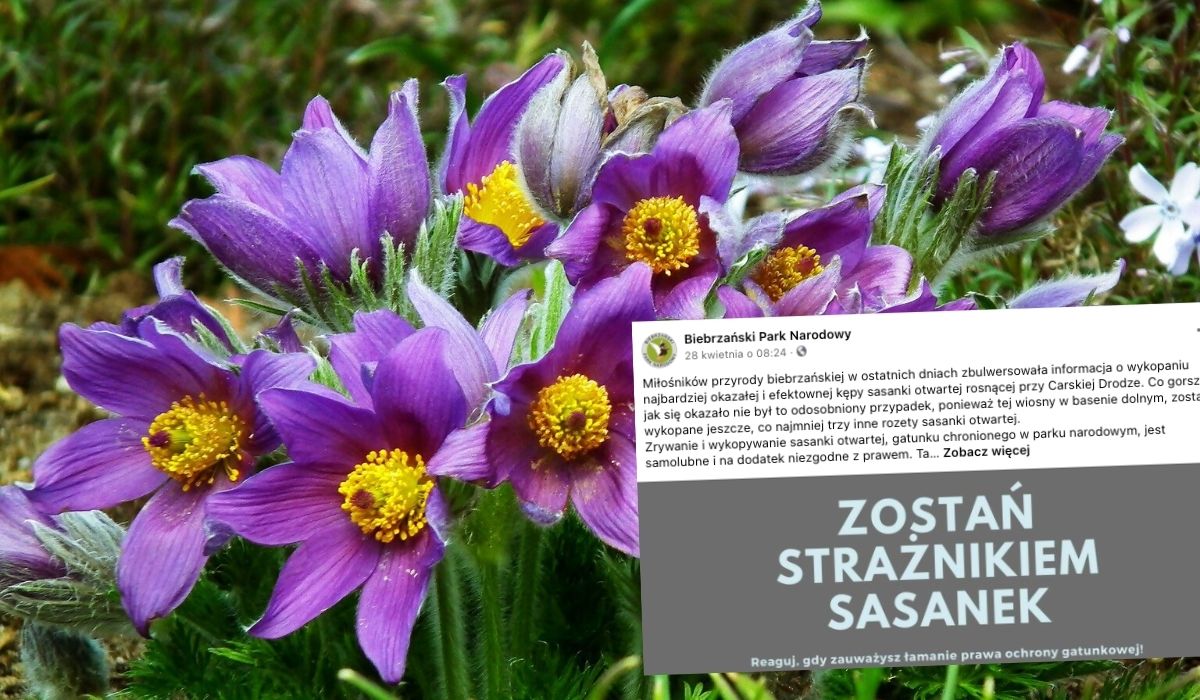 Po serii zuchwałych kradzieży Biebrzański Park Narodowy powołał strażników sasanek