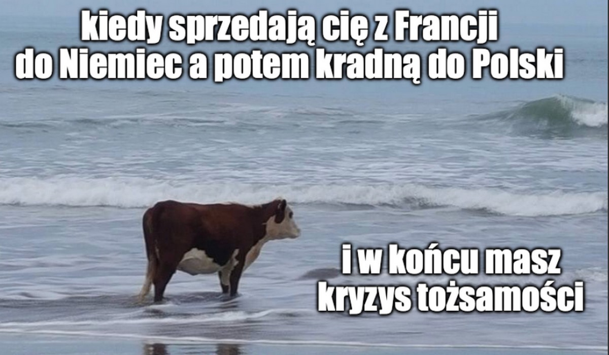 Niemcy: gang kradnący bydło zaczął kraść całe stada, policja uważa, że trop prowadzi na Wschód