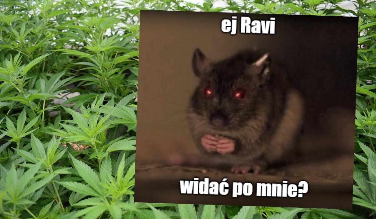 Indie: policji zginęło 200 kg marihuany z magazynu, tłumaczą, że szczury wszystko wyżarły