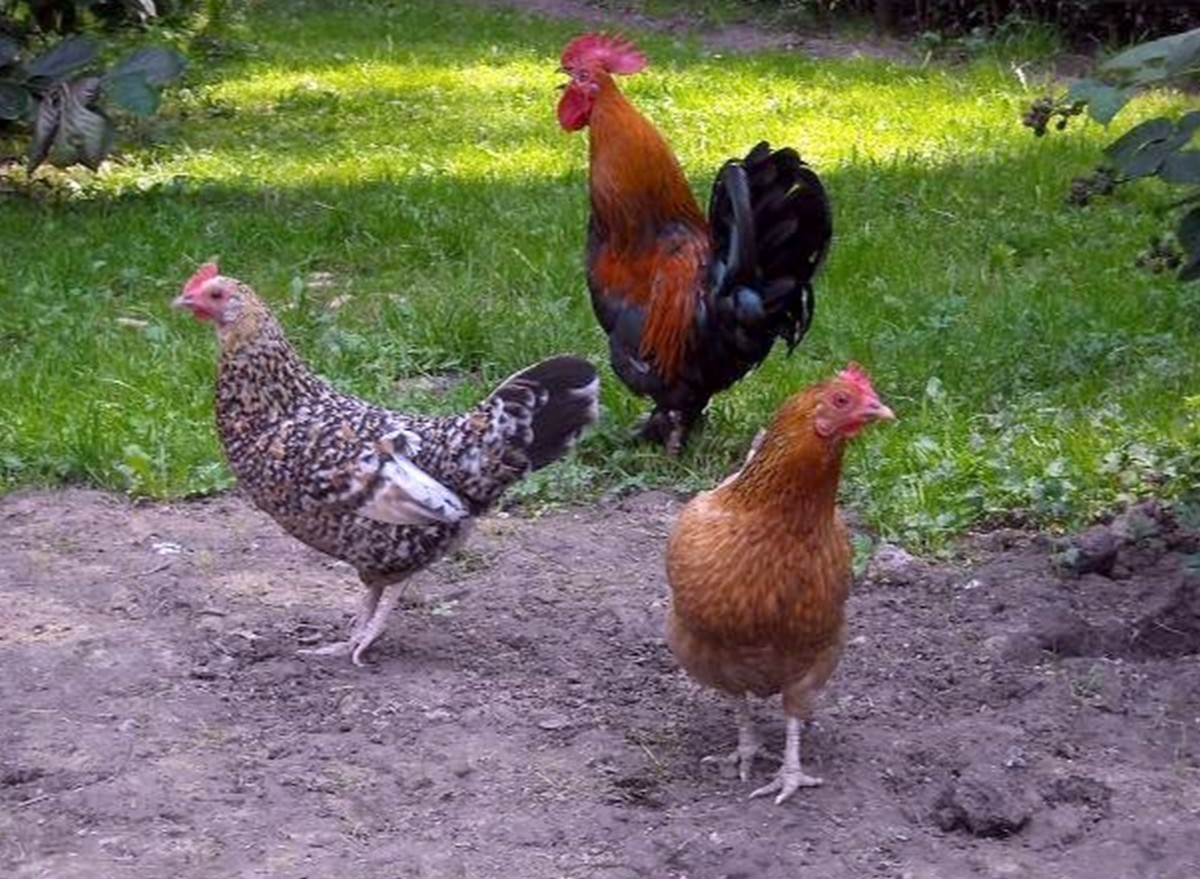 Czechy: posłowie zagłosowali za zakazem chowu klatkowego od 2027 roku