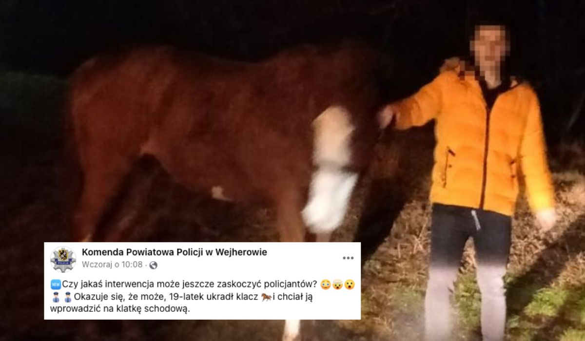 Wejherowo: 19-letni młodzieniec ukradł konia i chciał go ukryć w mieszkaniu na 3. piętrze