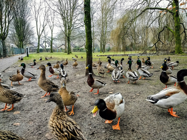 Zamość: martwe kaczki w parku miejskim, prawdopodobnie zakarmione pieczywem na śmierć