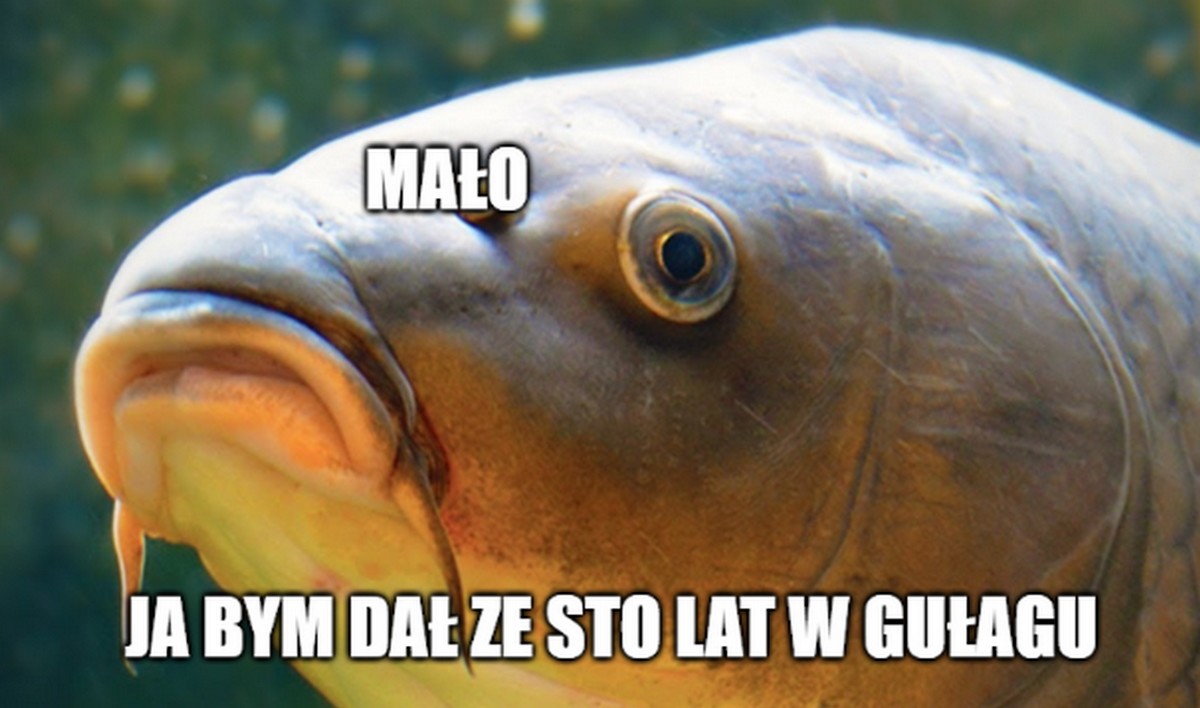 Łódź: sąd skazał sprzedawców karpi za znęcanie się nad nimi, będą musieli odrobić prace społeczne