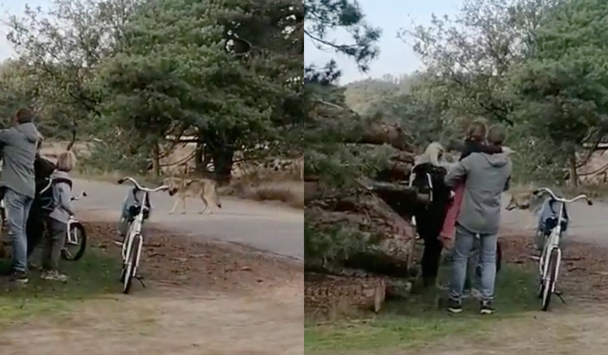 Holendrzy będą strzelać do wilków kulkami paintballowymi, żeby je zniechęcić do oswajania z ludźmi