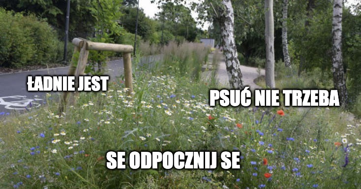 Iława: miejskie trawniki będą rzadziej koszone, żeby było chłodniej