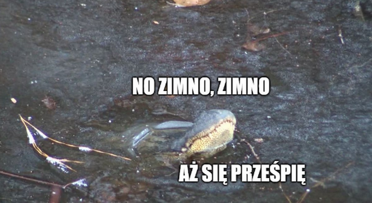 Oklahoma: jest tak zimno, że aligatory zamarzają, ale nie dość zimno, żeby na śmierć