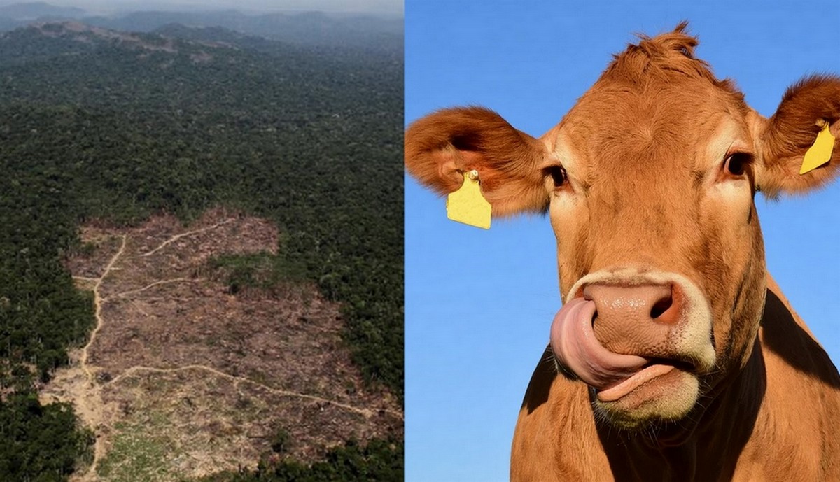 Francja: sieć sklepów została pozwana za sprzedaż nieetycznie wypasanych krów
