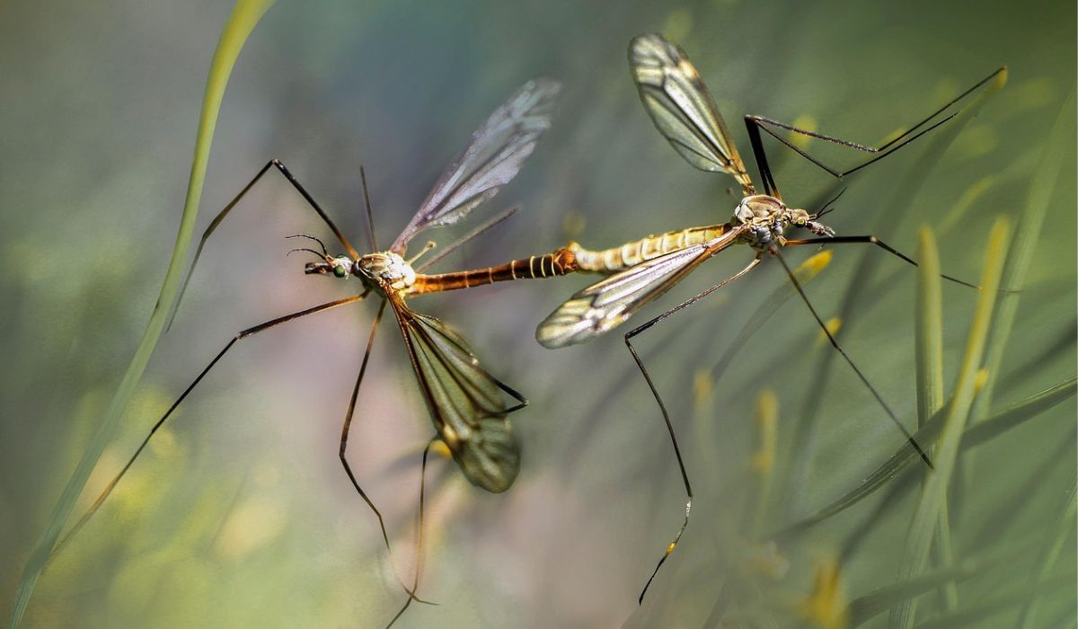 Islandia przestała być miejscem wolnym od komarów, przyczyną prawdopodobnie zmiany klimatu