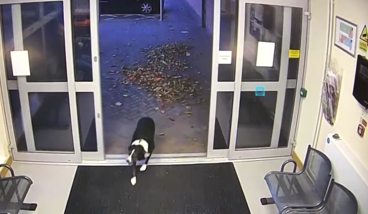 UK: zaginiona psina sama poszła na komisariat i dała się znaleźć