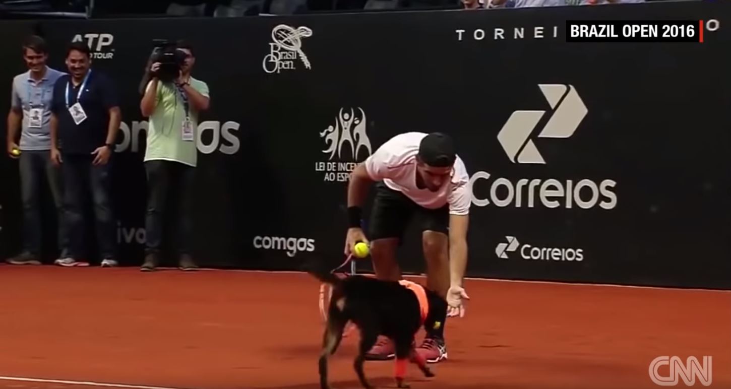 Czy to najlepszy sposób promowania adopcji psów ze schroniska?