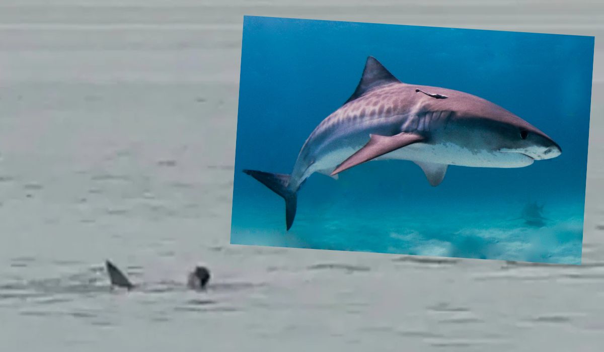 Egipt: rekin, który posilił się rosyjskim turystą zostanie zmumifikowany