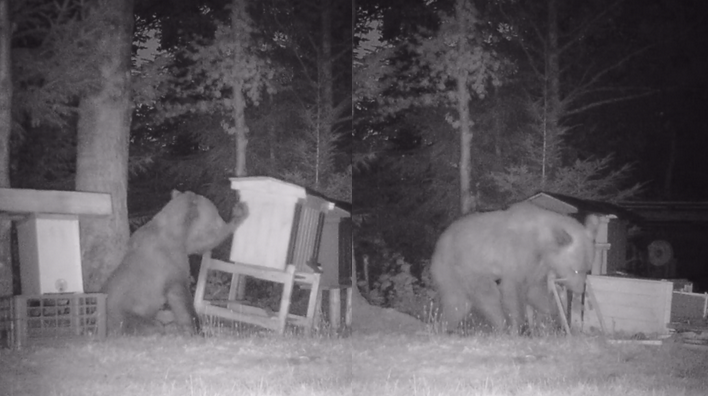 Bukowiec: niedźwiedź Józefek nagrany podczas brutalnego napadu na pasiekę i wyjadania miodku